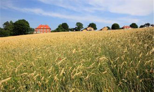 安徽许岭:开展政策性农业保险宣传工作,提高政