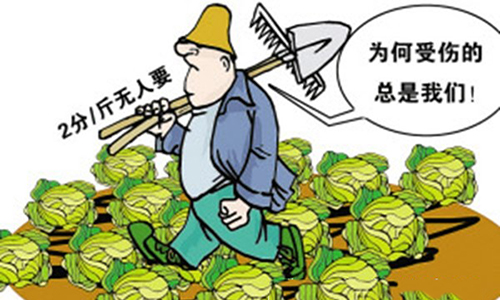 为何菜贱伤农，菜贵也伤民？