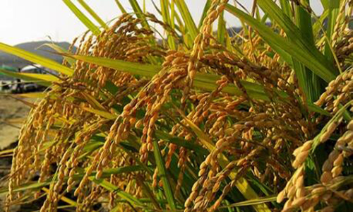 今年我国早稻总产量635亿斤 比2016年下降了3.2%
