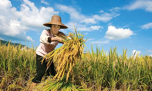 今年我国早稻总产量635亿斤 比2016年下降了3.2%