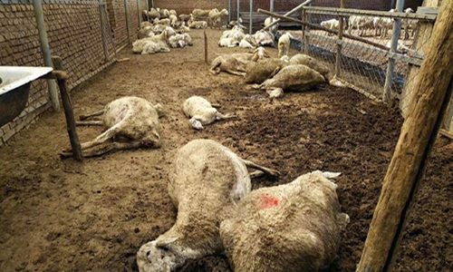 大葱喂死百只羊是意外还是有意我国粮食安全问题不容忽视