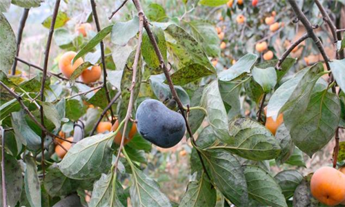 农民种植这种新品种果树,年产值十几万!-金土地