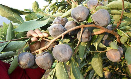 农民种植这种新品种果树,年产值十几万!-金土地