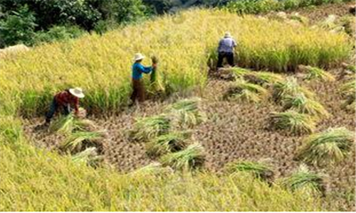 水稻市场化最低收购价下调，农民“还有什么是不降价的，我种！”