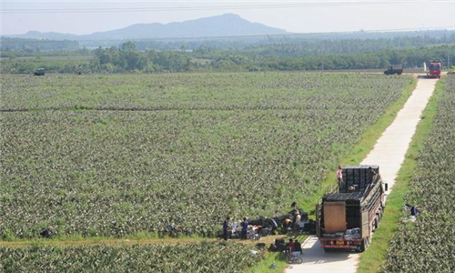 河南项城强征农民土地_农民土地收入(2)